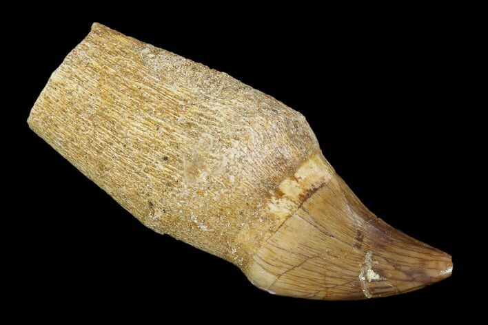 Fossil Rooted Mosasaur (Halisaurus) Tooth - Morocco #117017